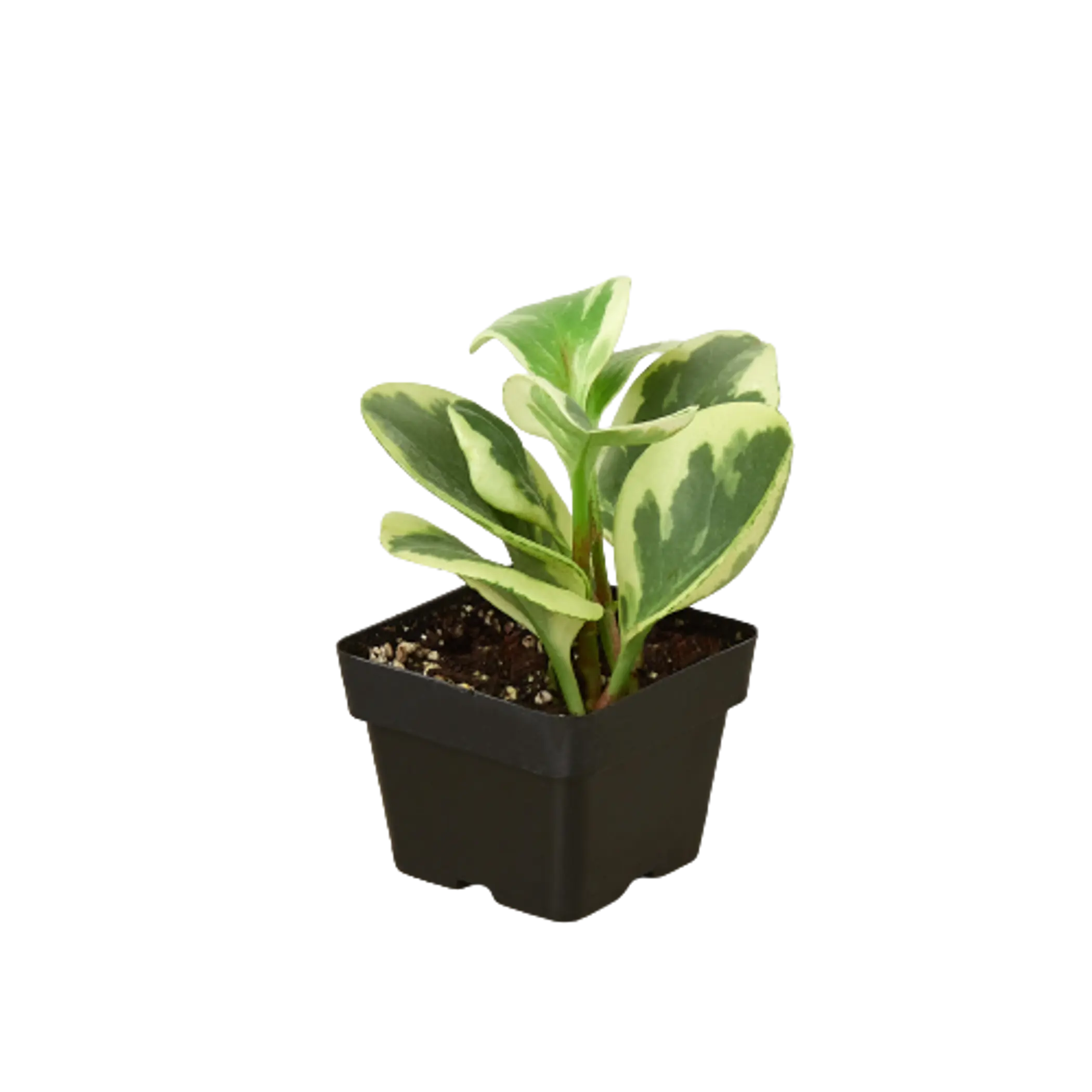 Peperomia 'Marble' House Plant Wholesale