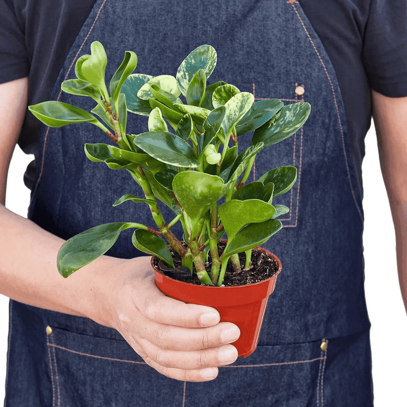 Peperomia 'Marble' House Plant Wholesale