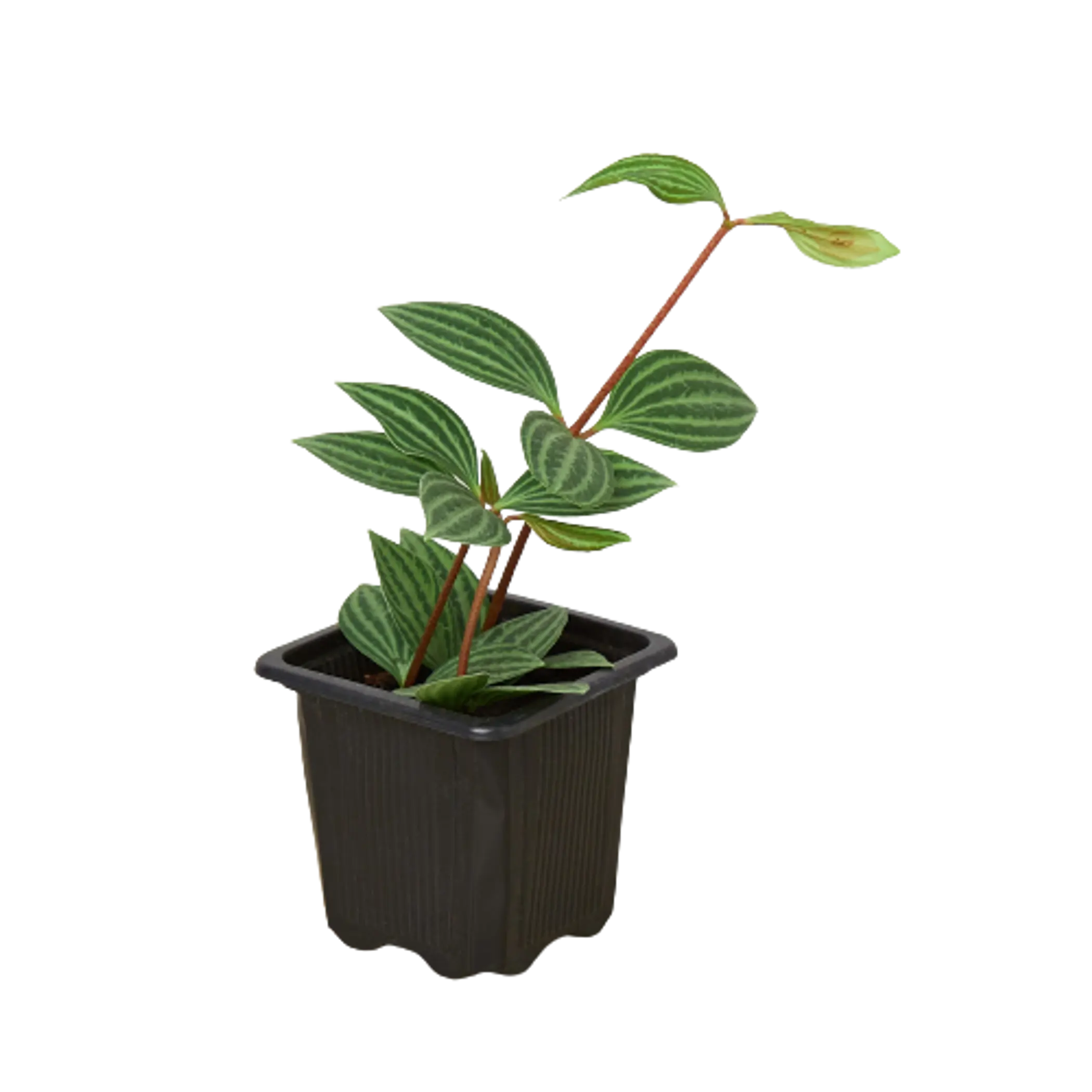 Peperomia 'Parallel' House Plant Wholesale