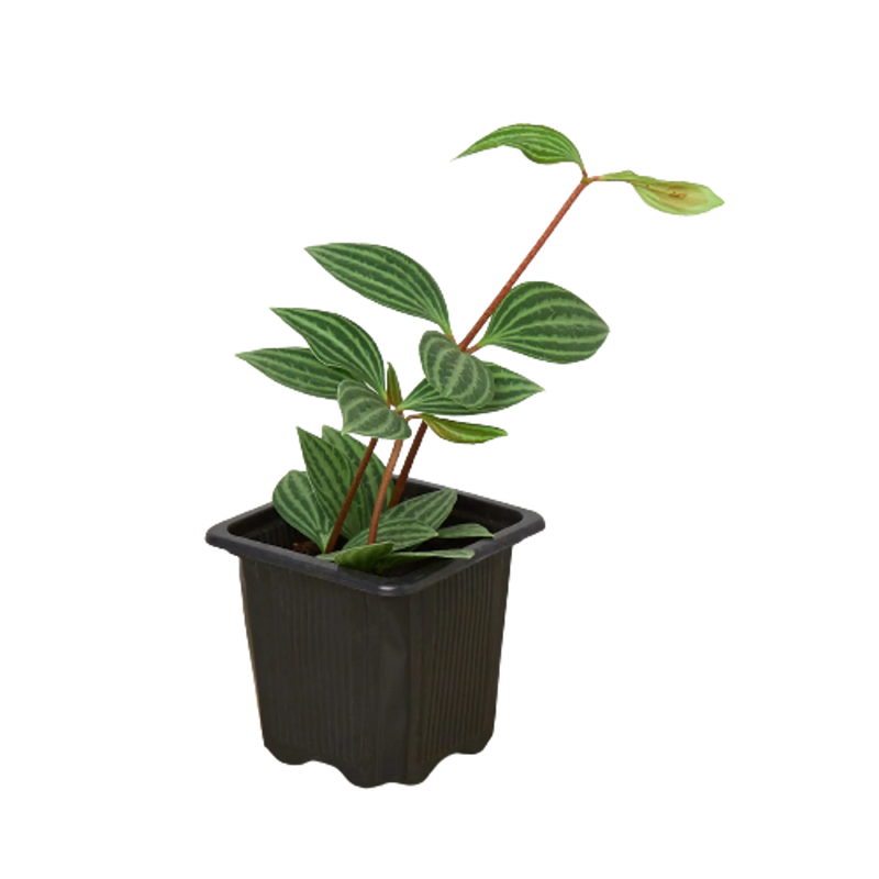 Peperomia 'Parallel' House Plant Wholesale