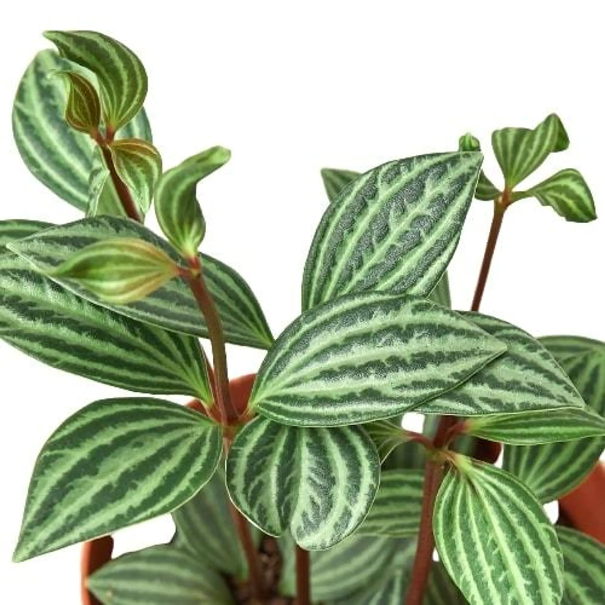 Peperomia 'Parallel' House Plant Wholesale