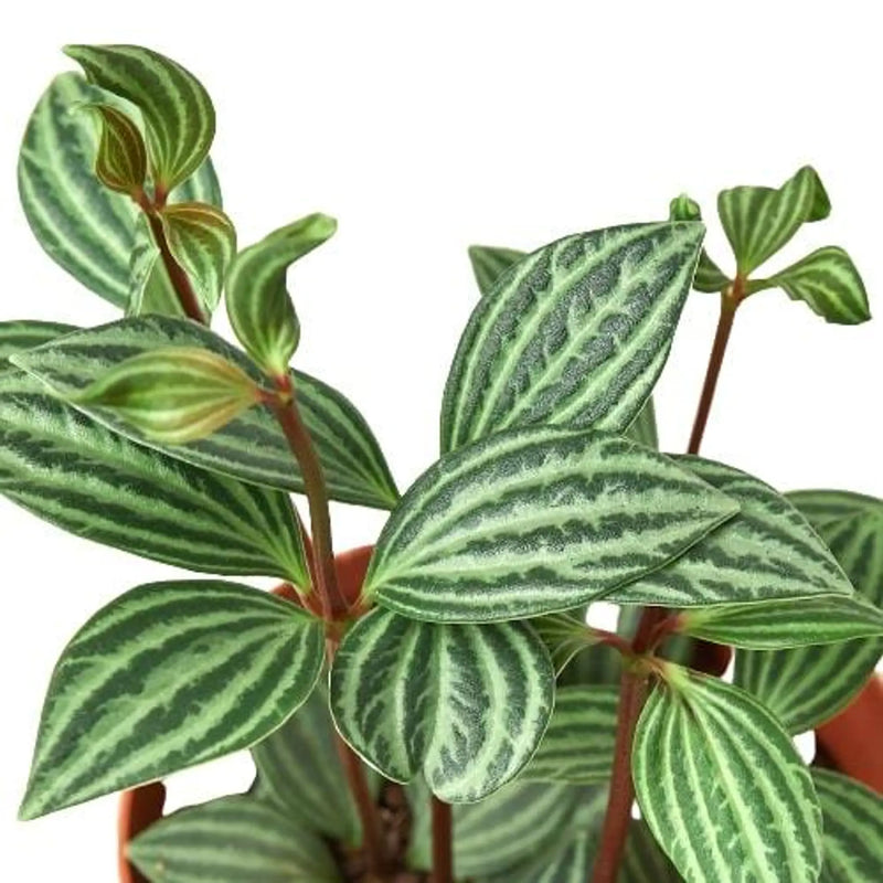 Peperomia 'Parallel' House Plant Wholesale