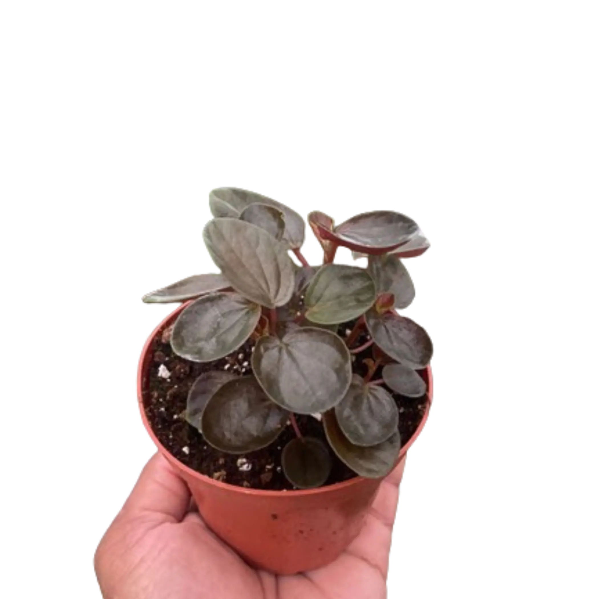Peperomia 'Rugosa' House Plant Wholesale