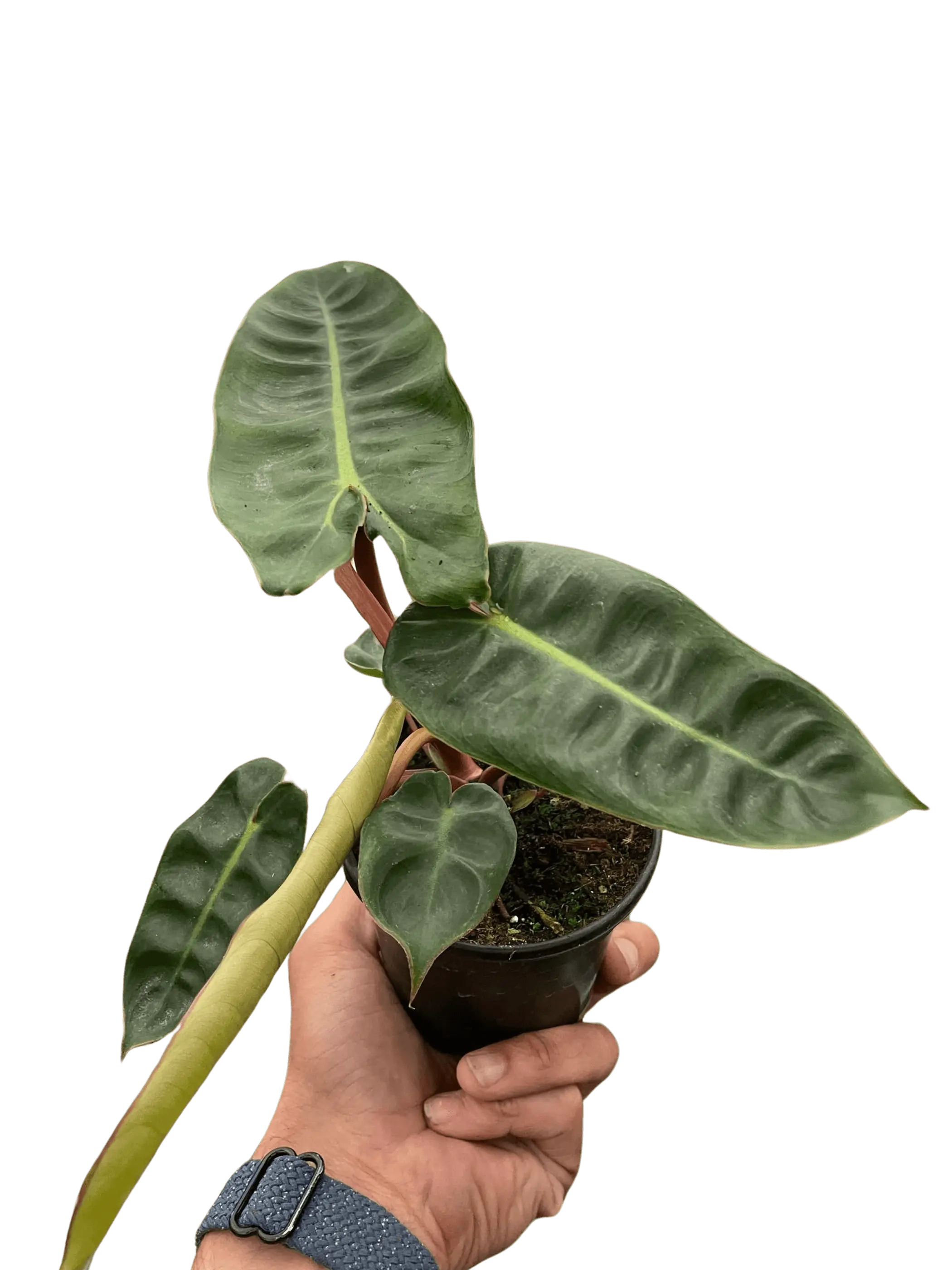 Philodendron 'Billietiae' House Plant Wholesale