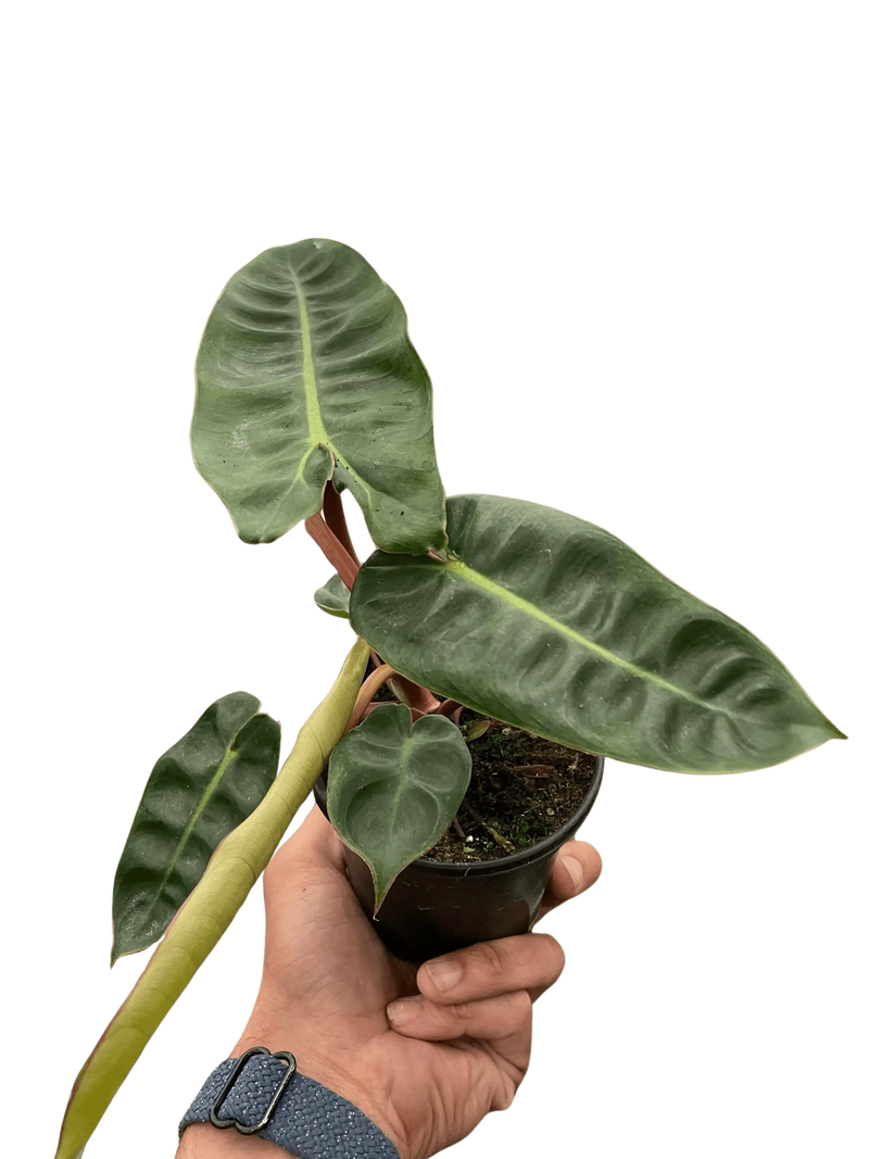 Philodendron 'Billietiae' House Plant Wholesale