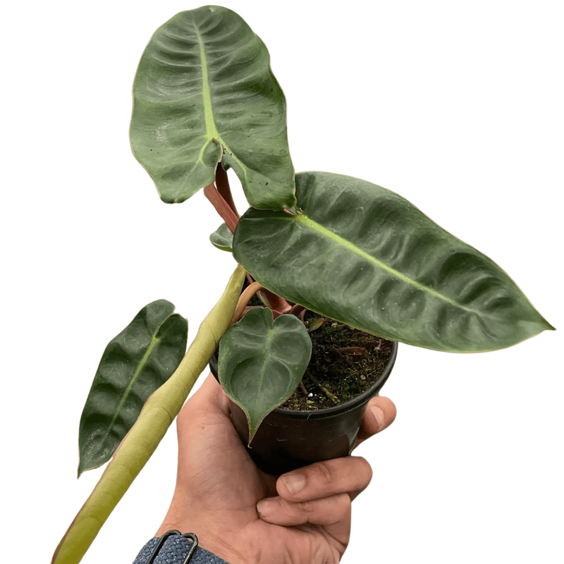Philodendron 'Billietiae' House Plant Wholesale