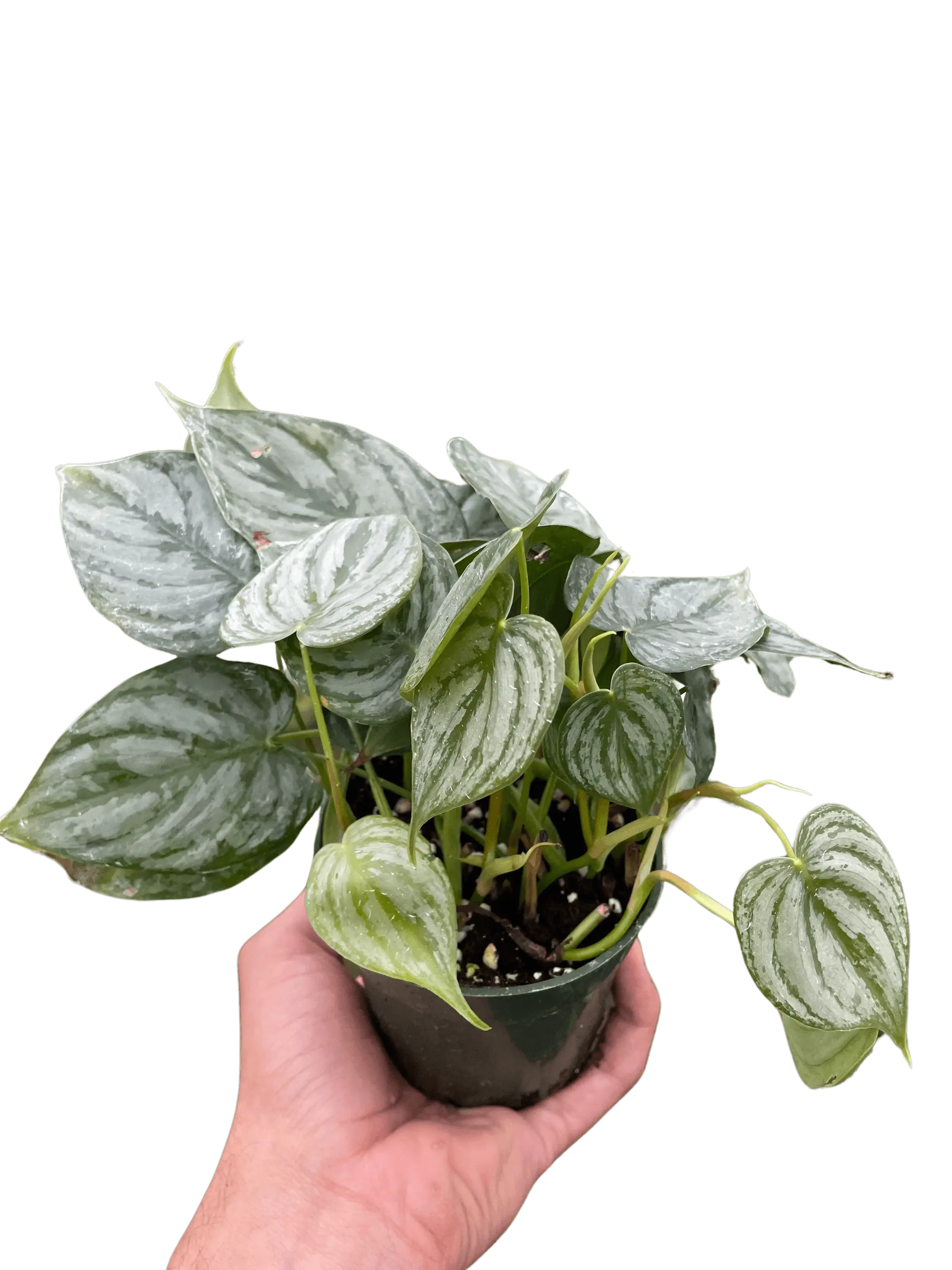 Philodendron 'Brandi' House Plant Wholesale