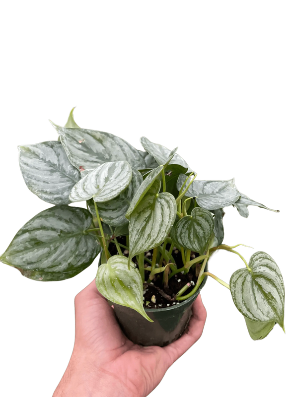 Philodendron 'Brandi' House Plant Wholesale