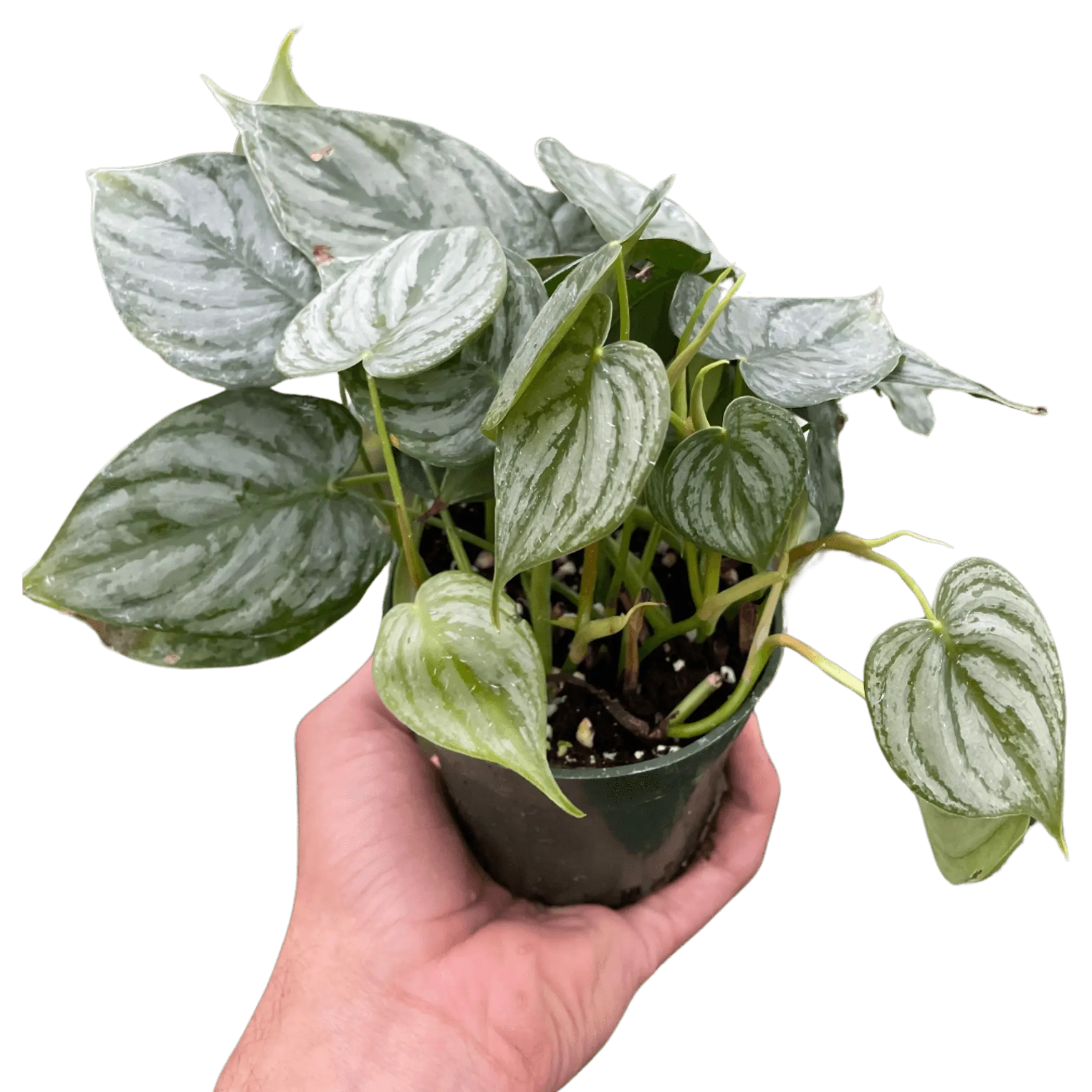 Philodendron 'Brandi' House Plant Wholesale