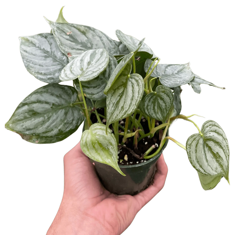 Philodendron 'Brandi' House Plant Wholesale