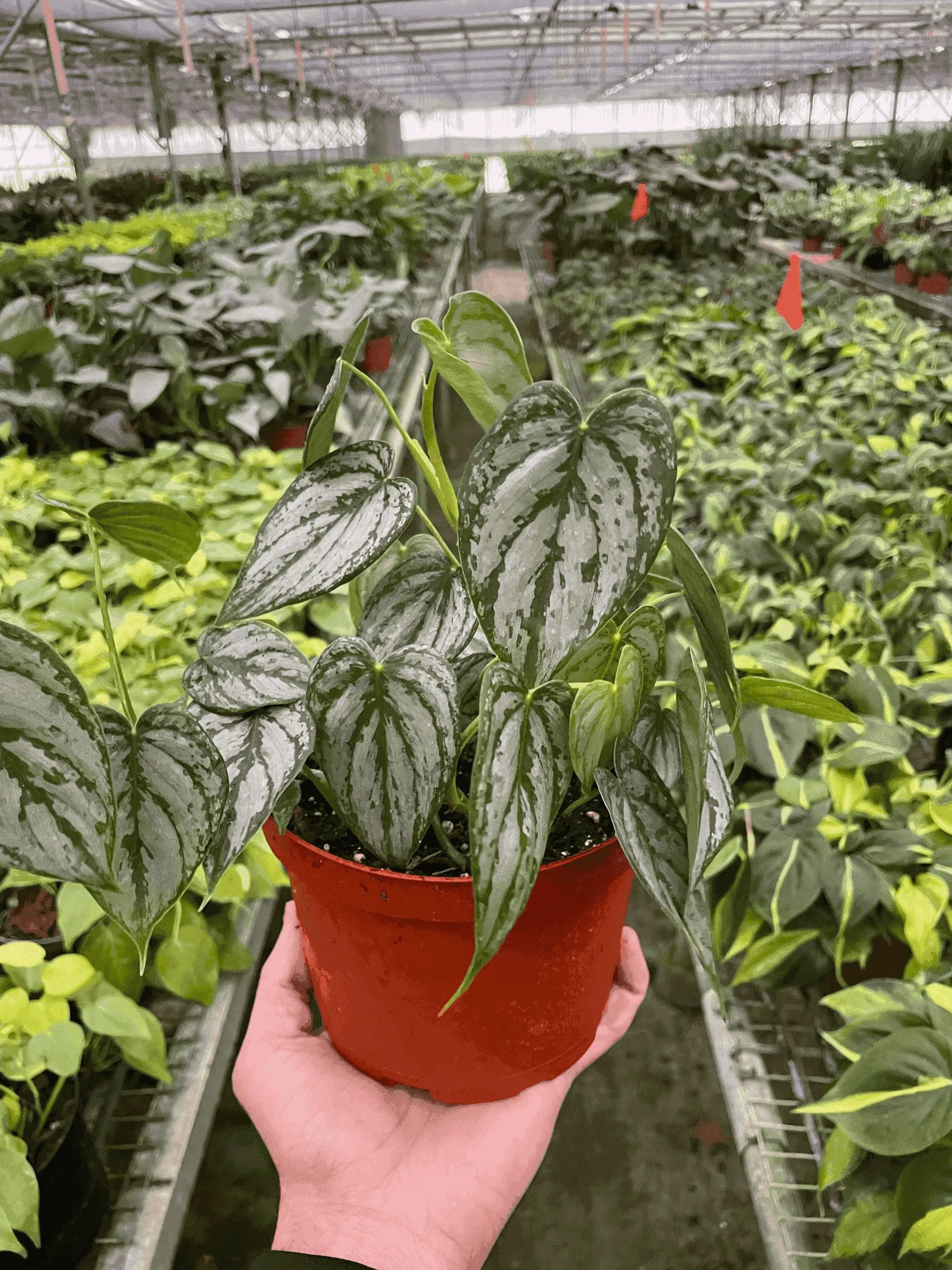 Philodendron 'Brandi' House Plant Wholesale