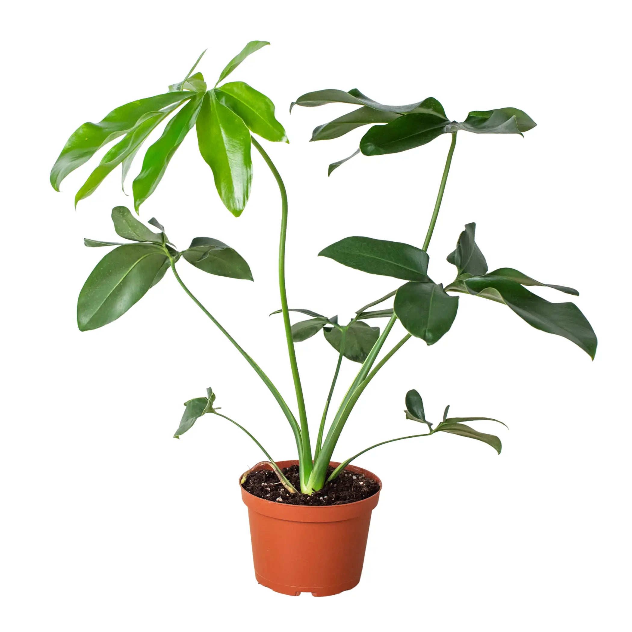 Philodendron 'Goeldii' House Plant Wholesale