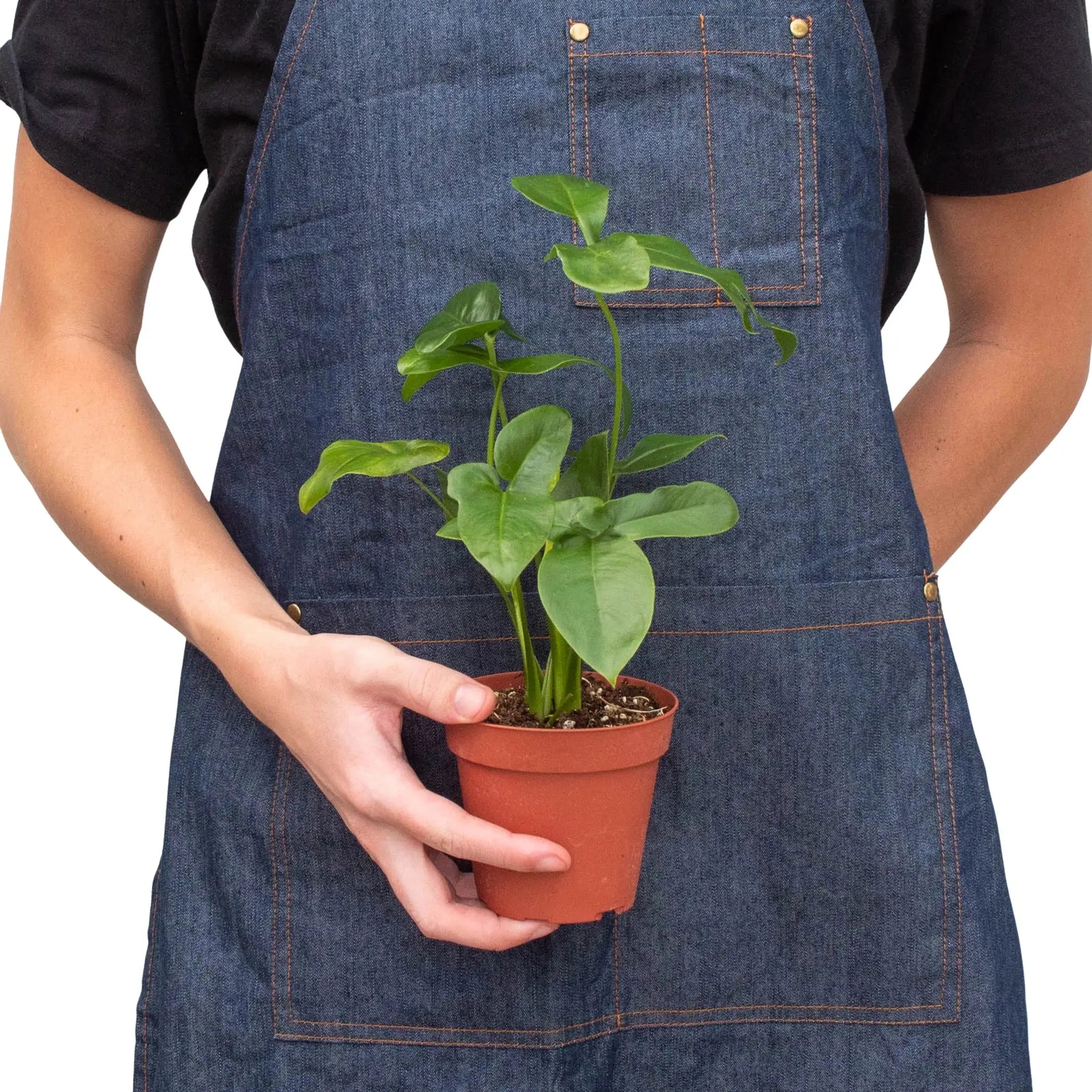 Philodendron 'Goeldii' House Plant Wholesale