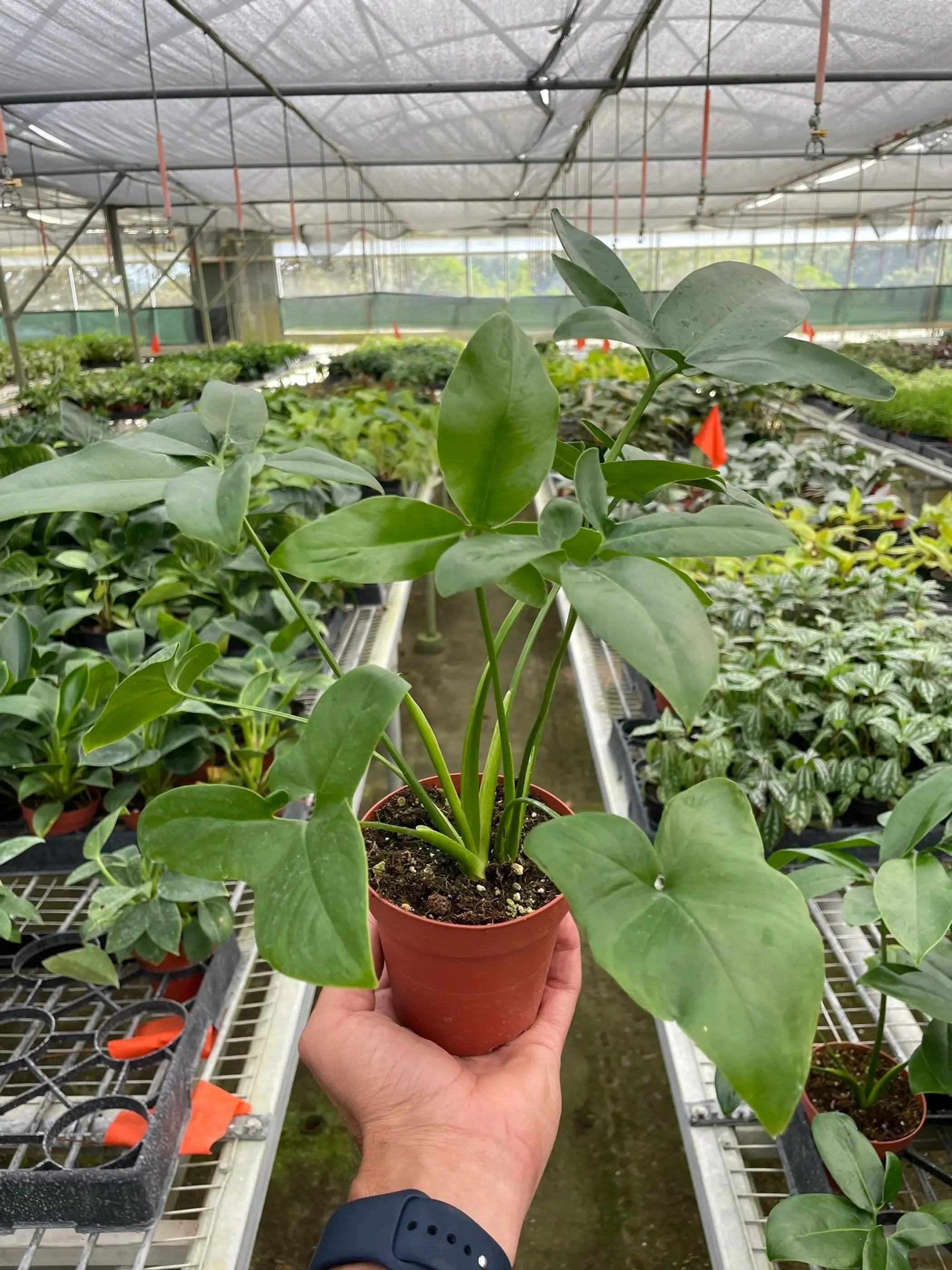 Philodendron 'Goeldii' House Plant Wholesale