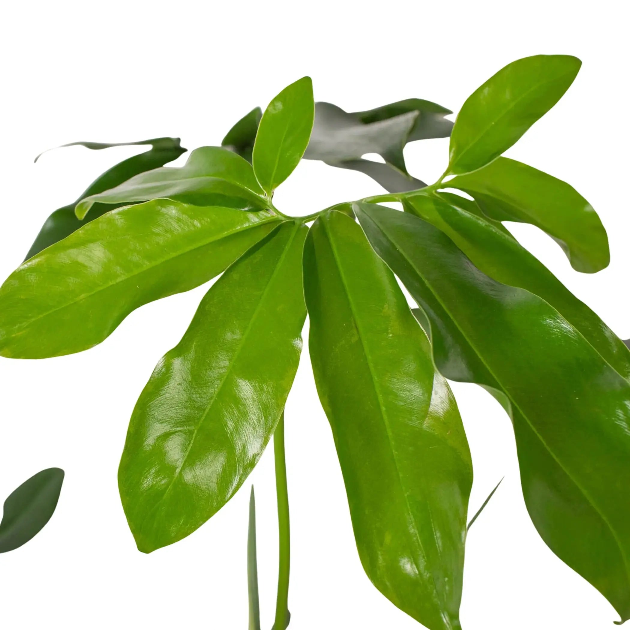 Philodendron 'Goeldii' House Plant Wholesale
