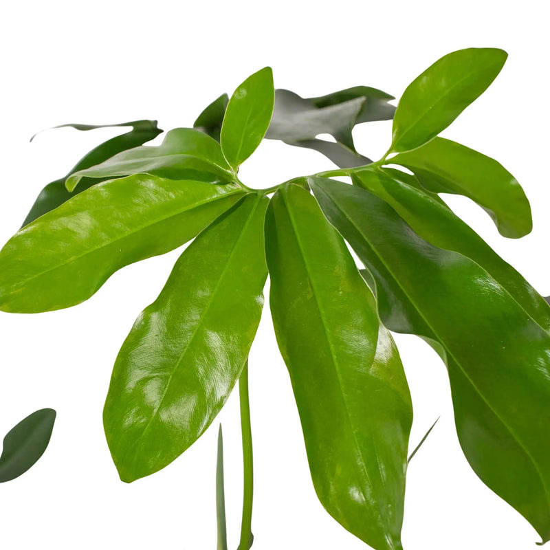 Philodendron 'Goeldii' House Plant Wholesale