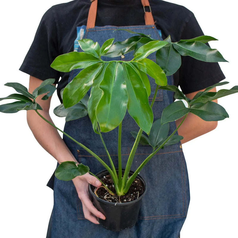 Philodendron 'Goeldii' House Plant Wholesale