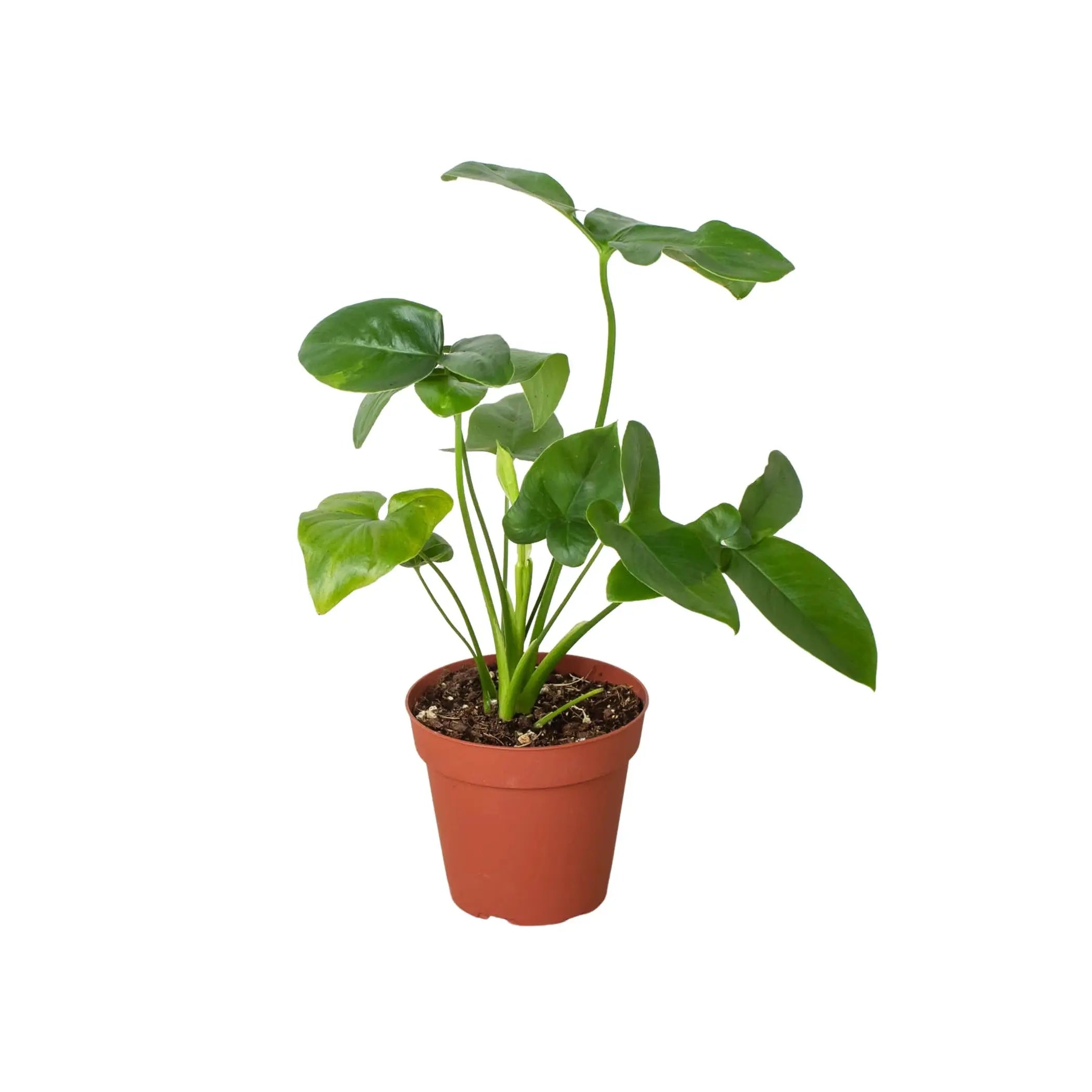 Philodendron 'Goeldii' House Plant Wholesale