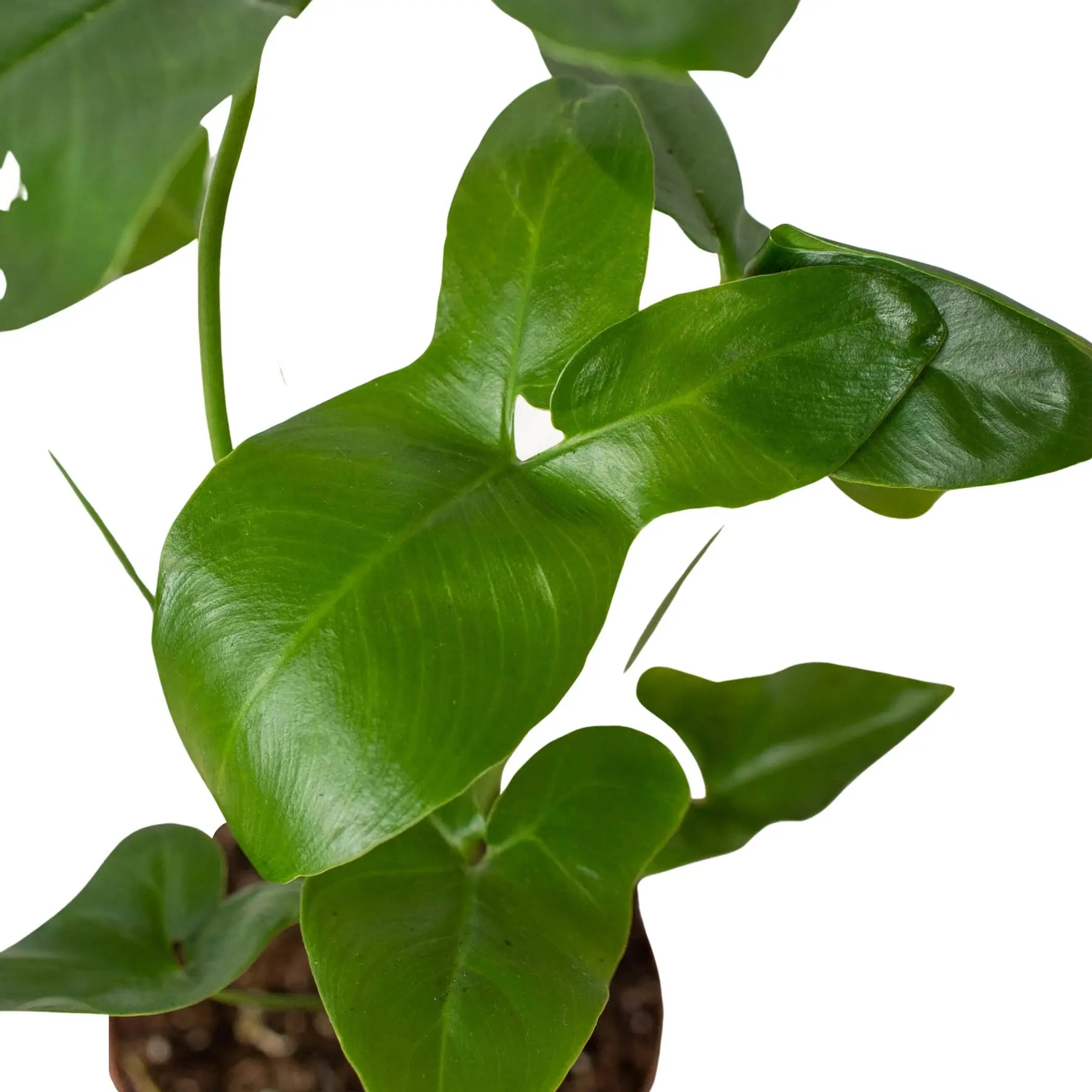 Philodendron 'Goeldii' House Plant Wholesale