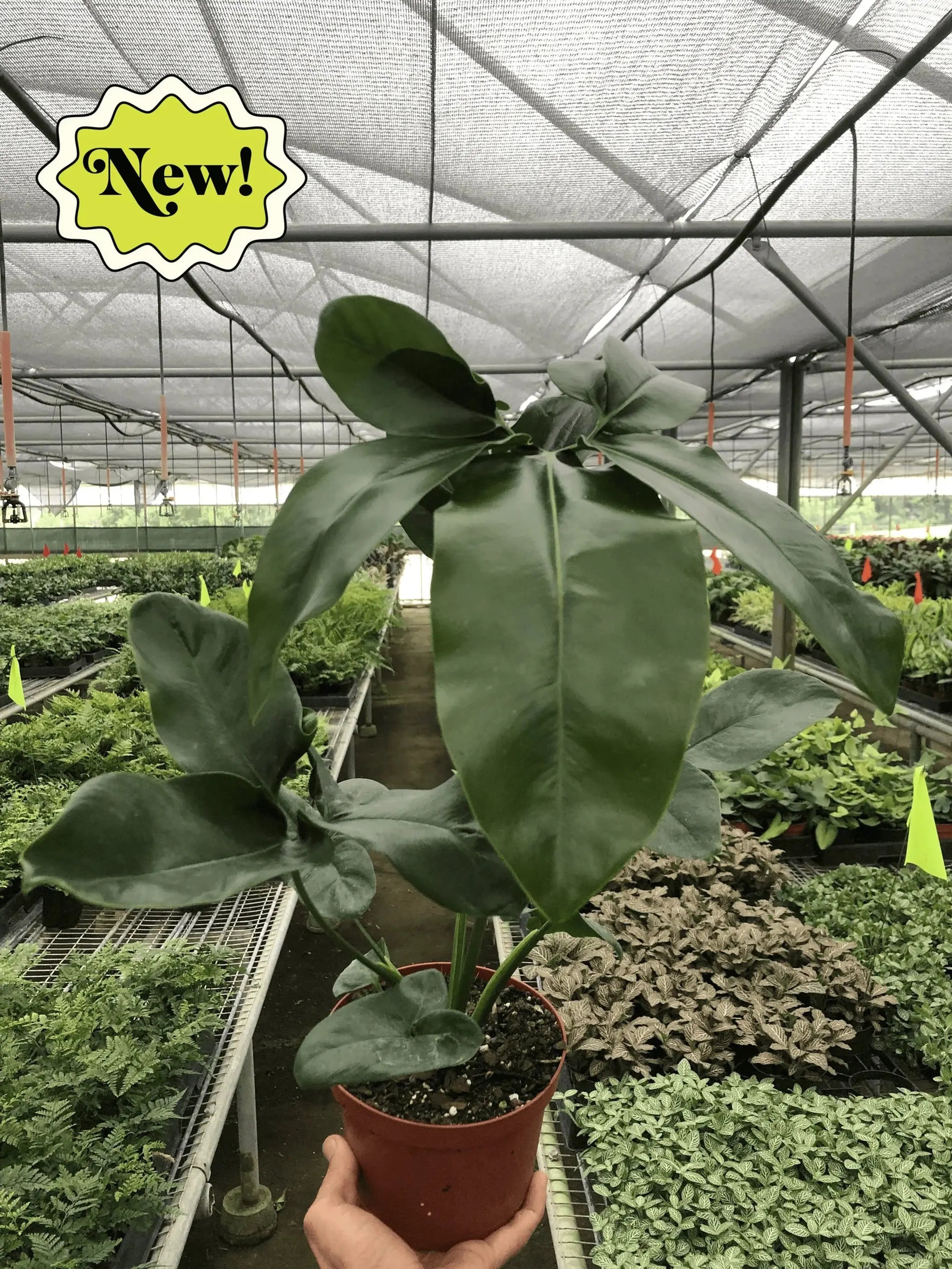Philodendron 'Goeldii' House Plant Wholesale