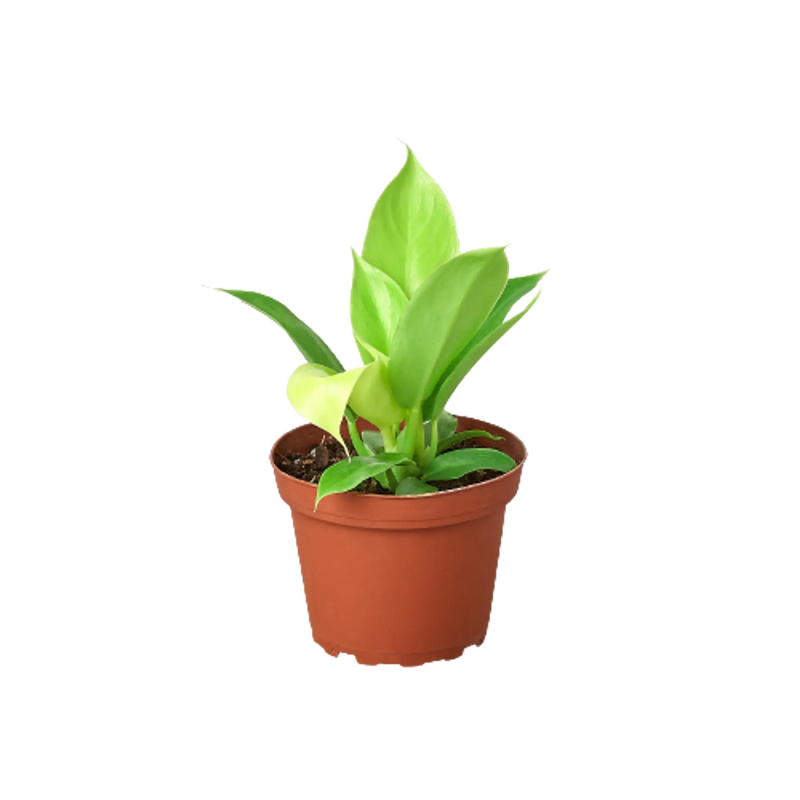 Philodendron 'Moonlight' House Plant Wholesale