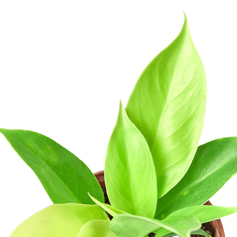 Philodendron 'Moonlight' House Plant Wholesale