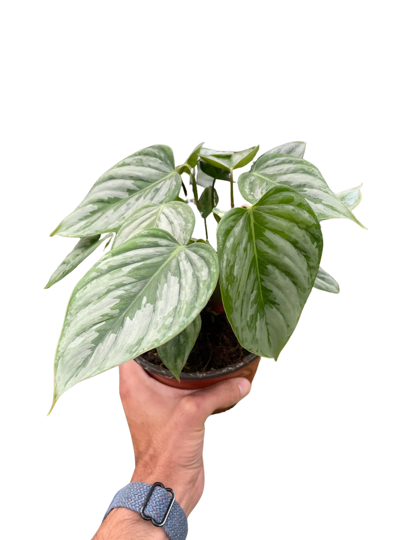 Philodendron 'Sodiroi' House Plant Wholesale
