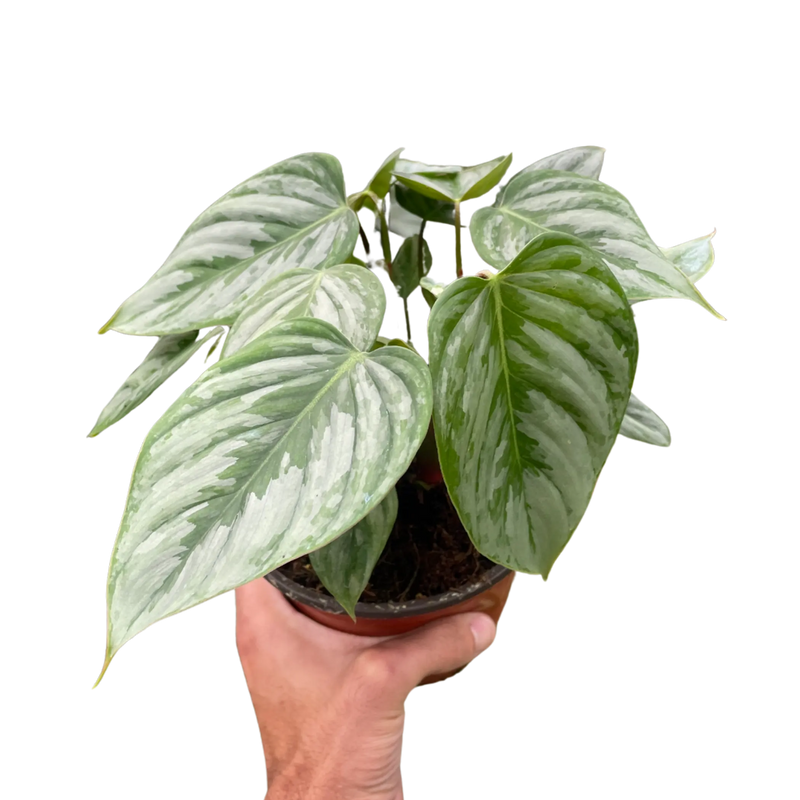 Philodendron 'Sodiroi' House Plant Wholesale