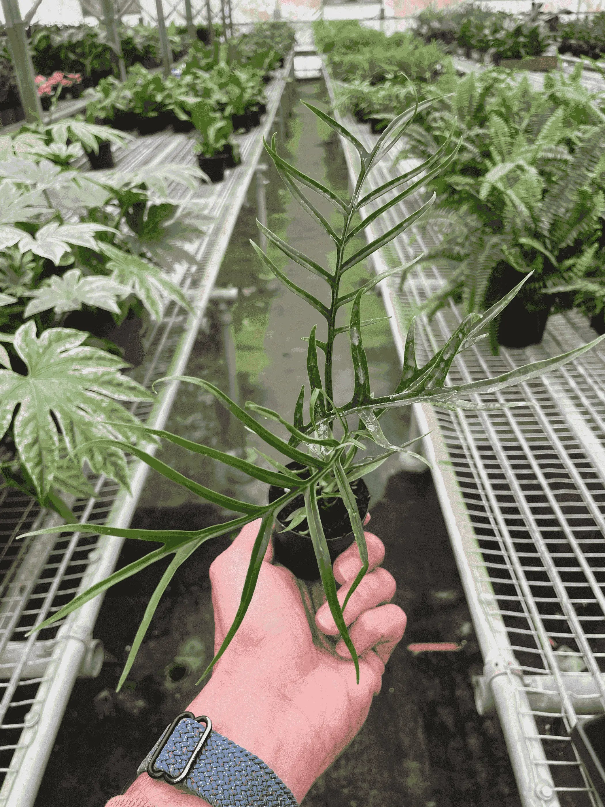 Philodendron 'Tortum' House Plant Wholesale