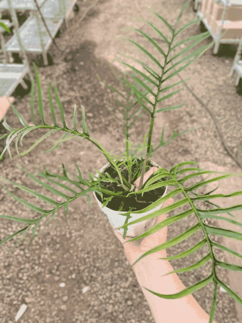 Philodendron 'Tortum' House Plant Wholesale