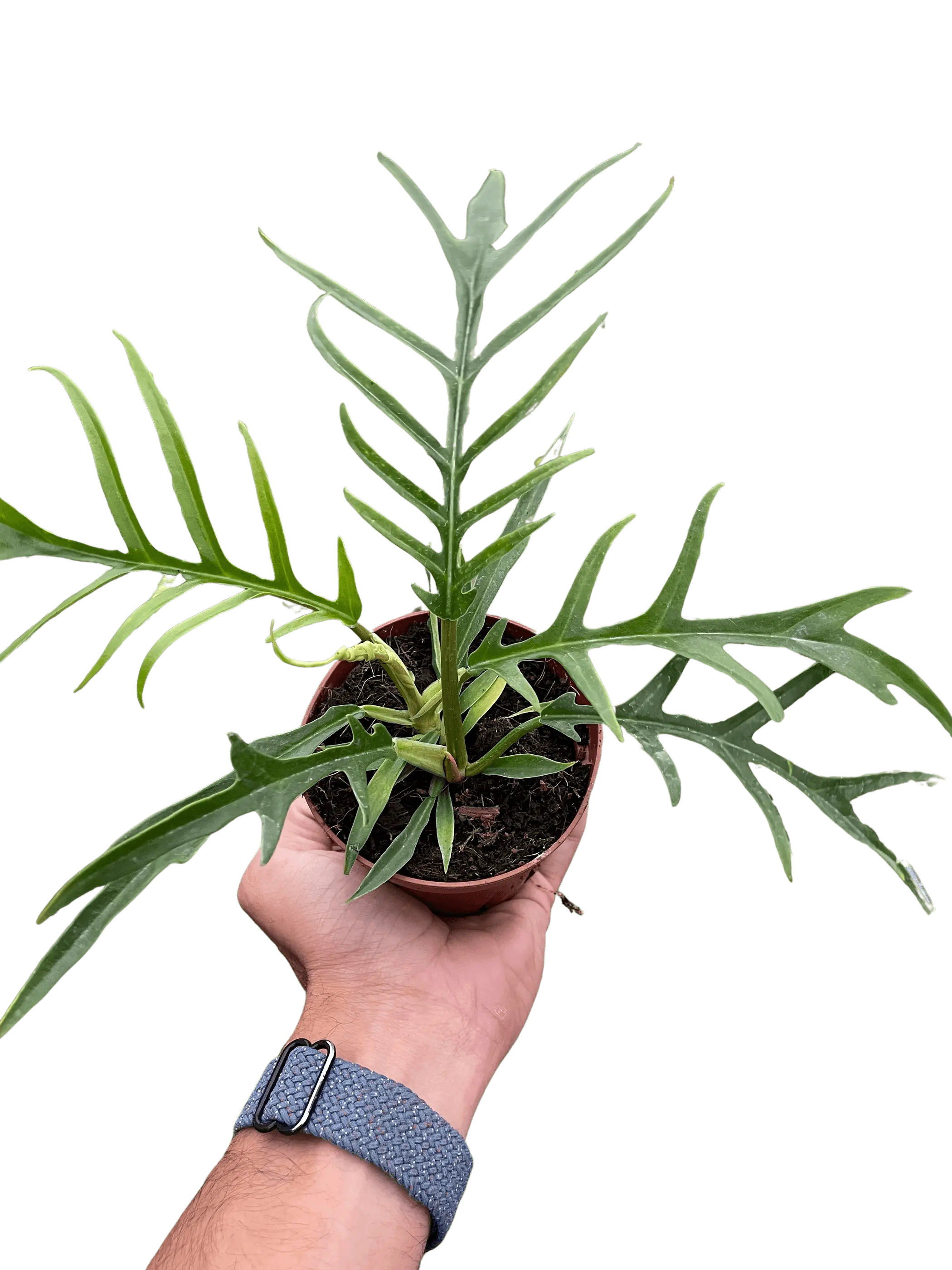 Philodendron 'Tortum' House Plant Wholesale