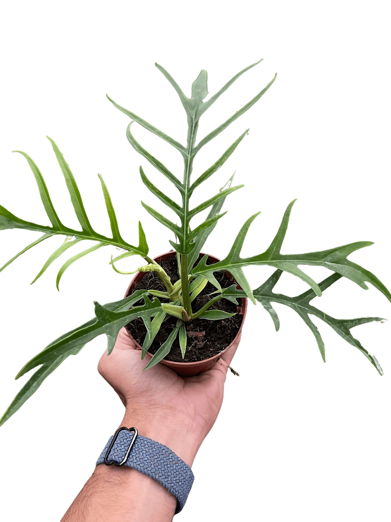 Philodendron 'Tortum' House Plant Wholesale