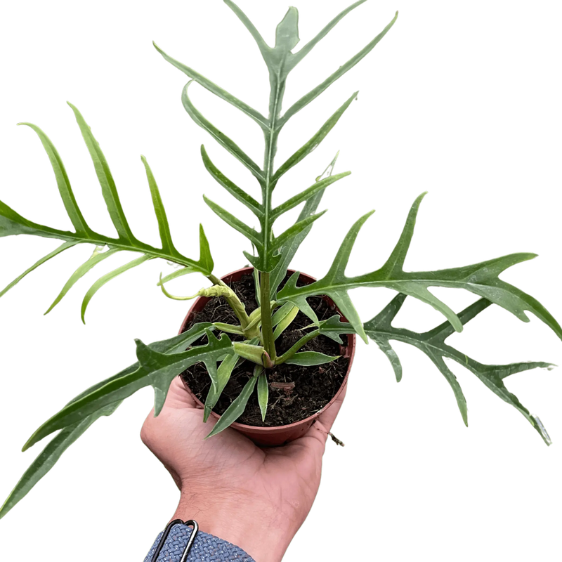 Philodendron 'Tortum' House Plant Wholesale