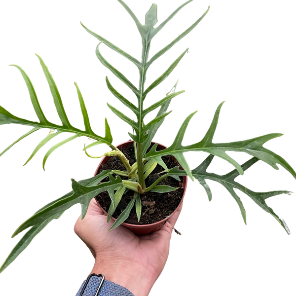 Philodendron 'Tortum' House Plant Wholesale