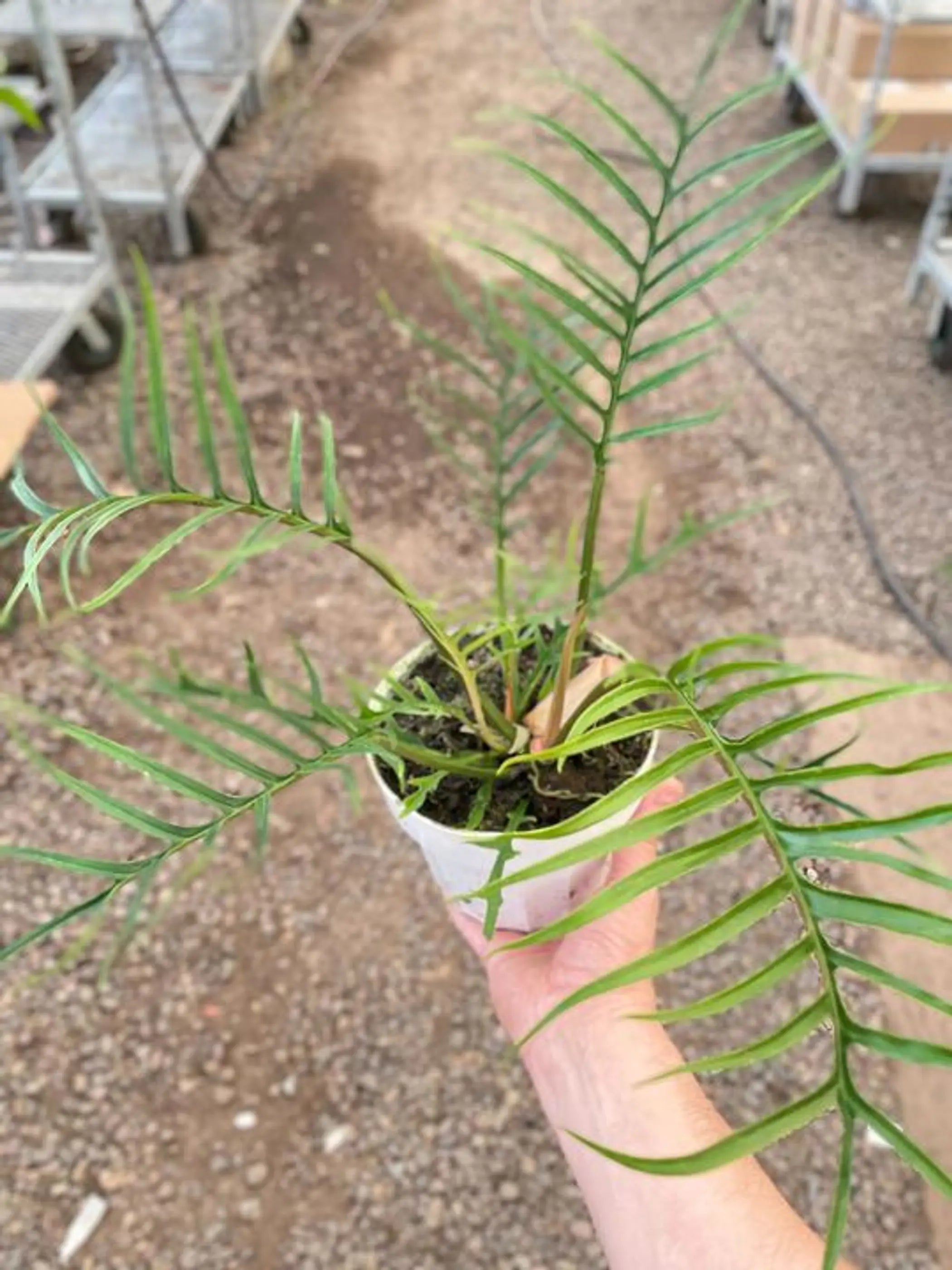 Philodendron 'Tortum' House Plant Wholesale