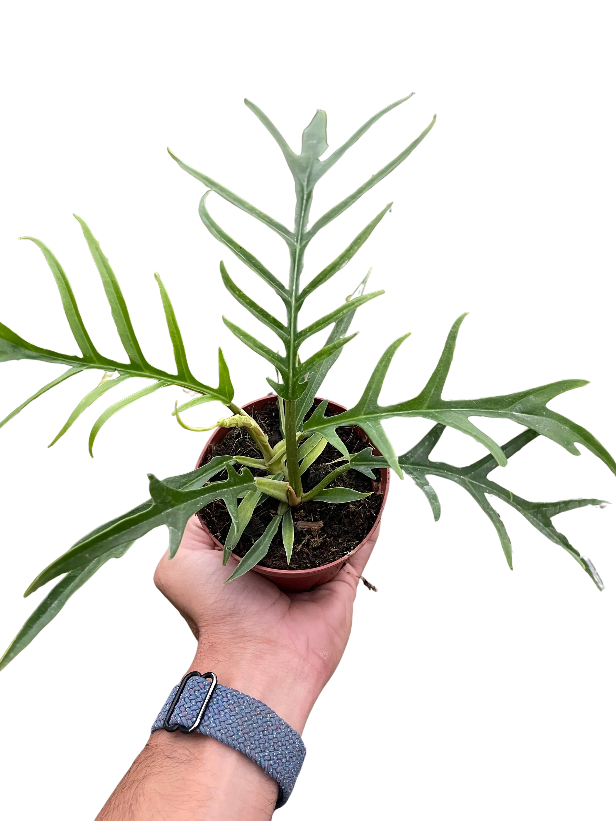 Philodendron 'Tortum' House Plant Wholesale