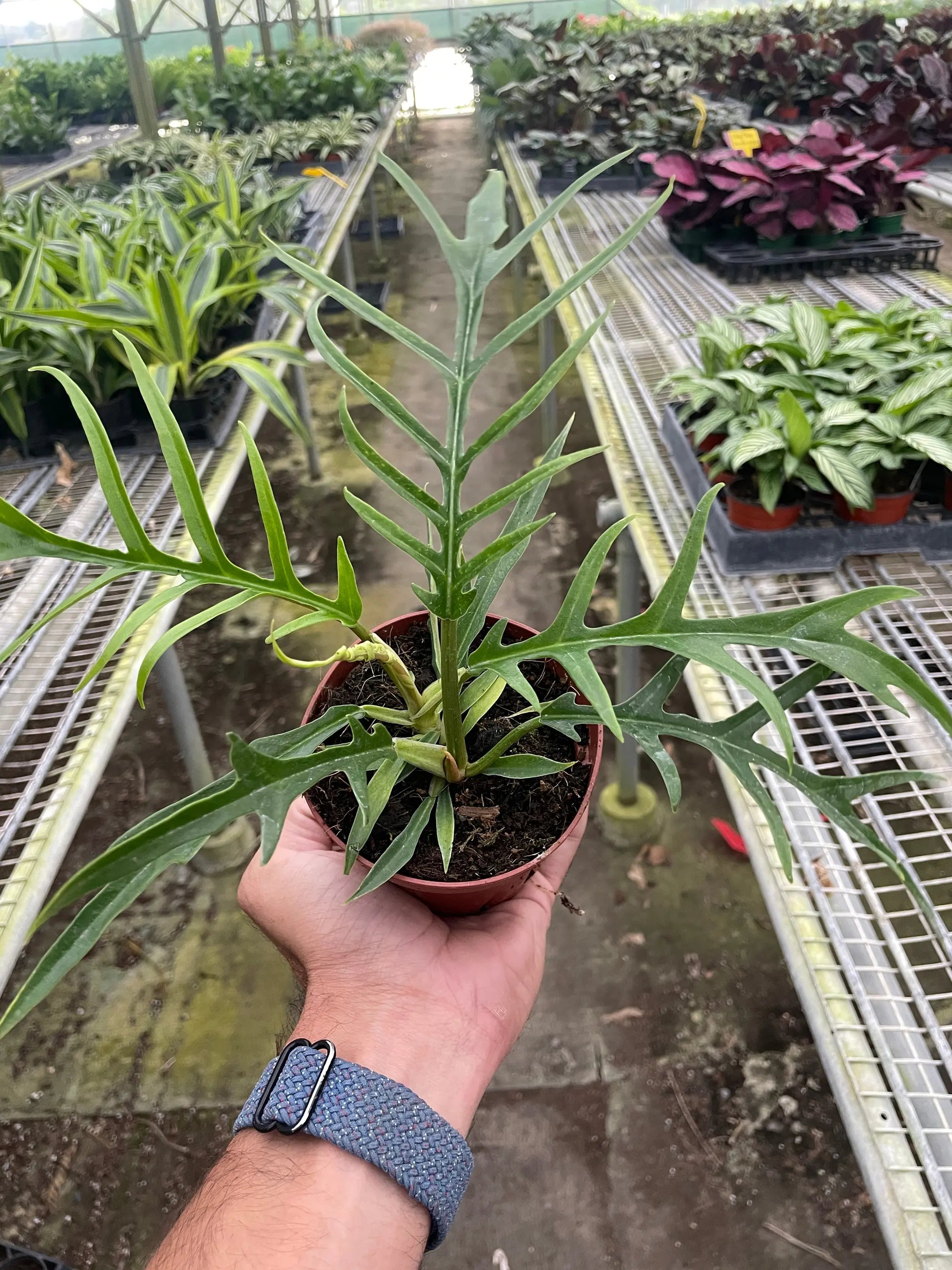 Philodendron 'Tortum' House Plant Wholesale
