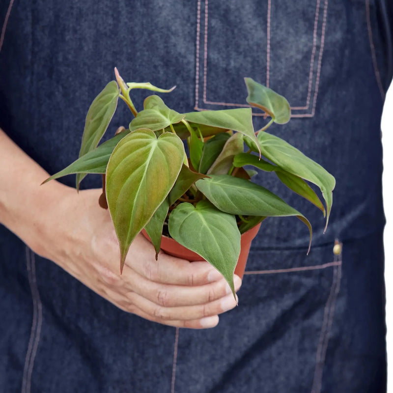 Philodendron 'Velvet' House Plant Wholesale