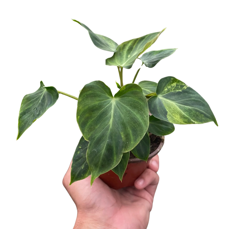 Philodendron 'Verrucosum' House Plant Wholesale