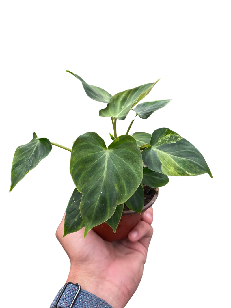 Philodendron 'Verrucosum' House Plant Wholesale