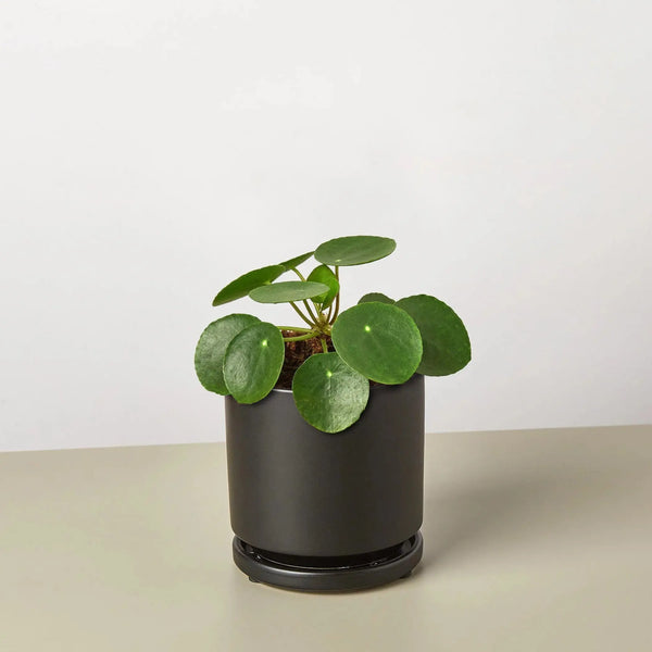 Pilea Peperomioides 'Chinese Money' House Plant Wholesale