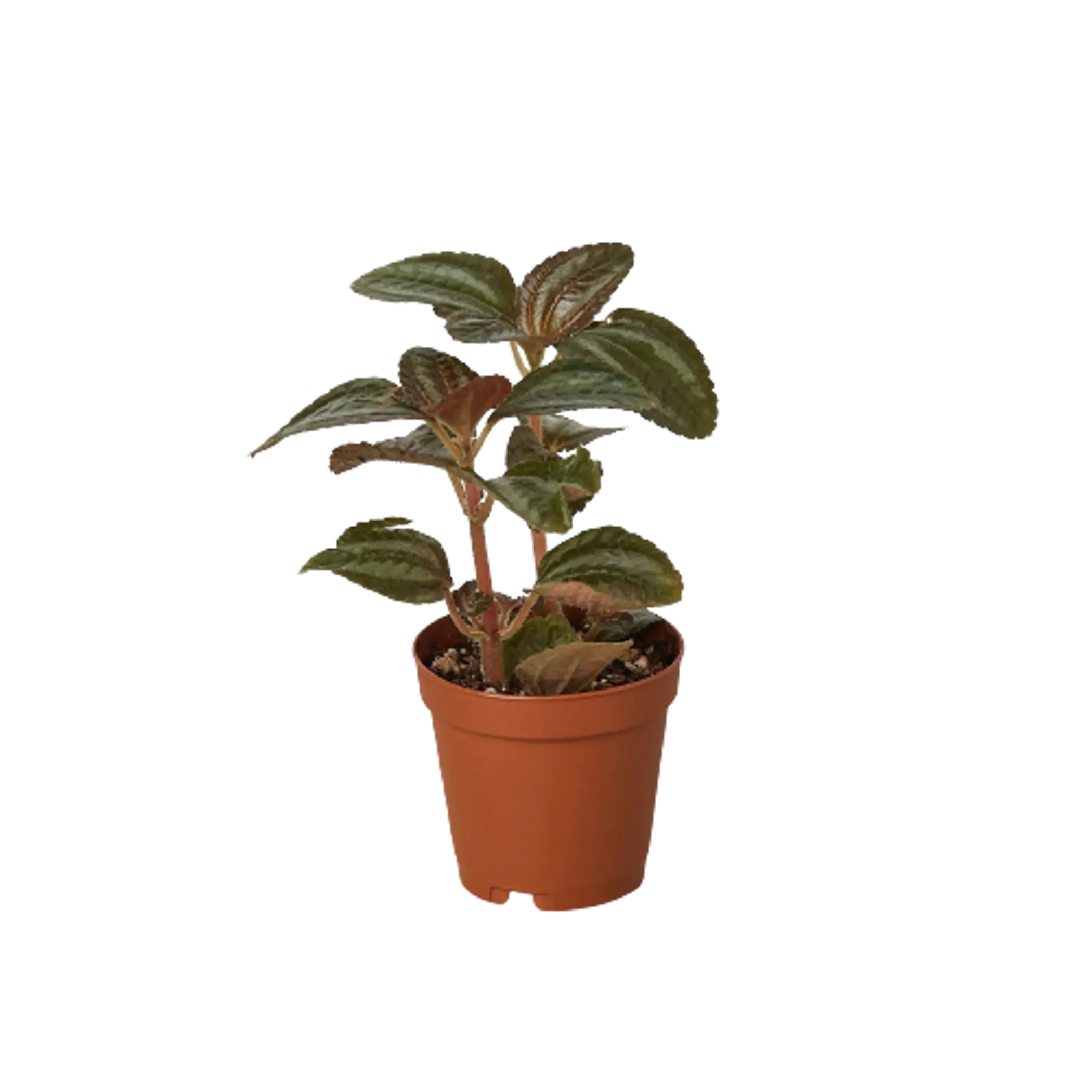 Pilea 'Bronze' House Plant Wholesale