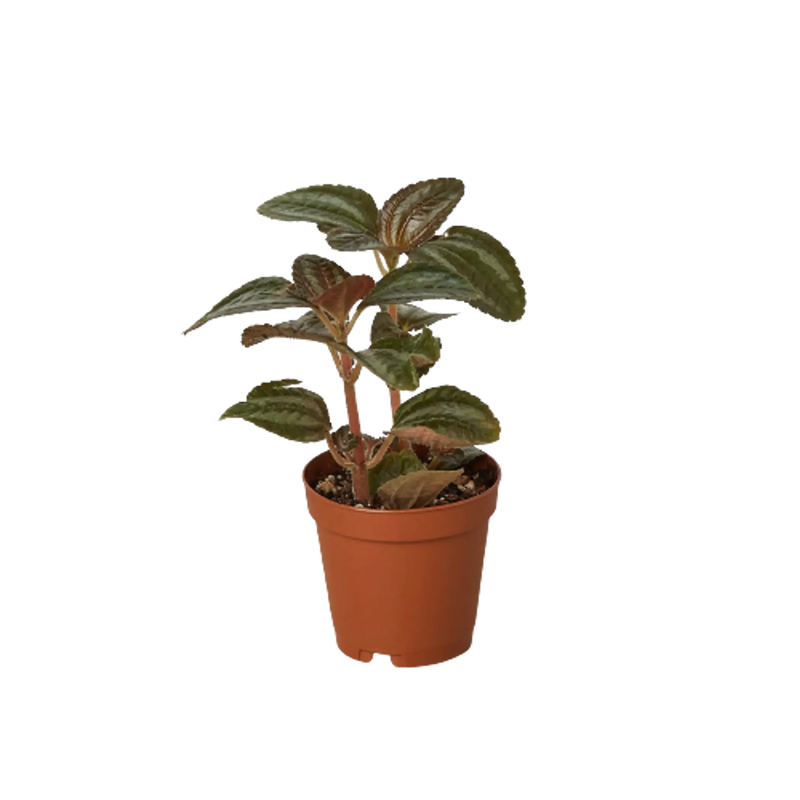 Pilea 'Bronze' House Plant Wholesale