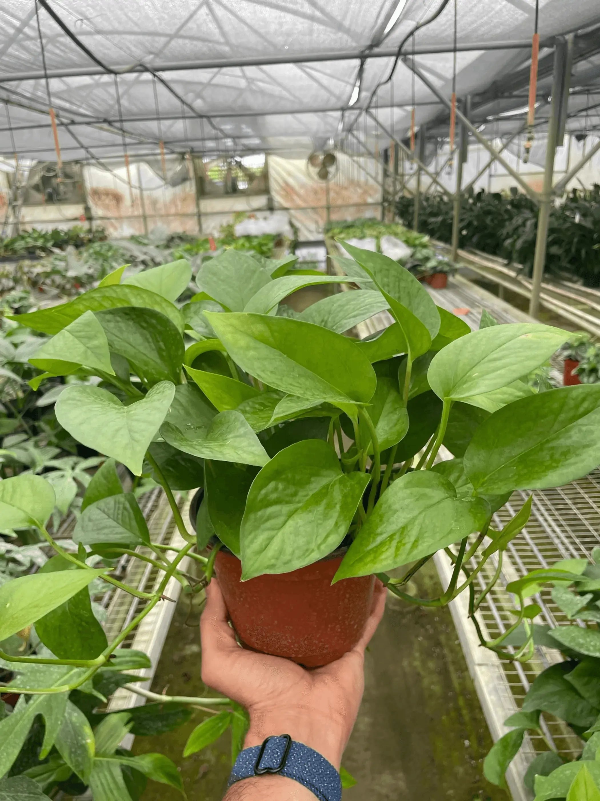 Pothos 'Green Queen' House Plant Wholesale