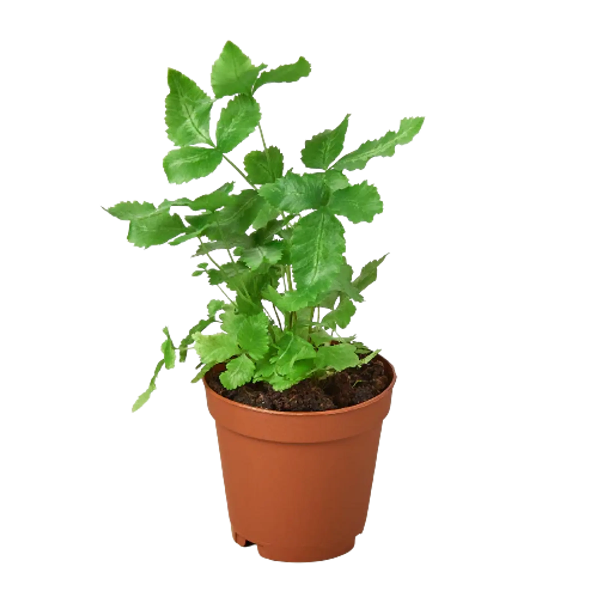Pteris Cretica 'Albo Fern' House Plant Wholesale