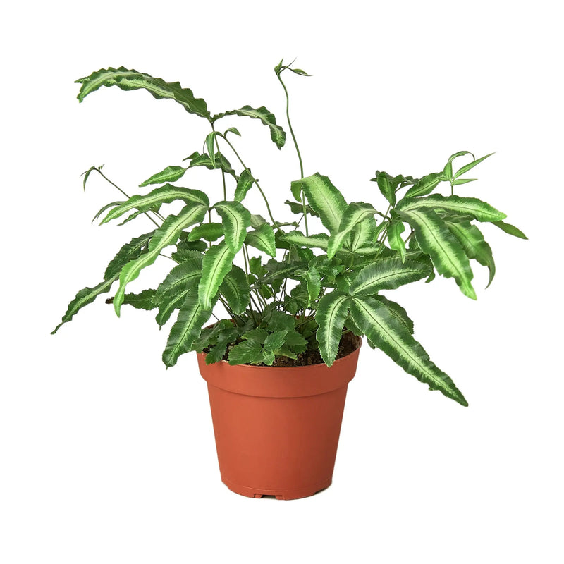Pteris Cretica 'Albo Fern' House Plant Wholesale