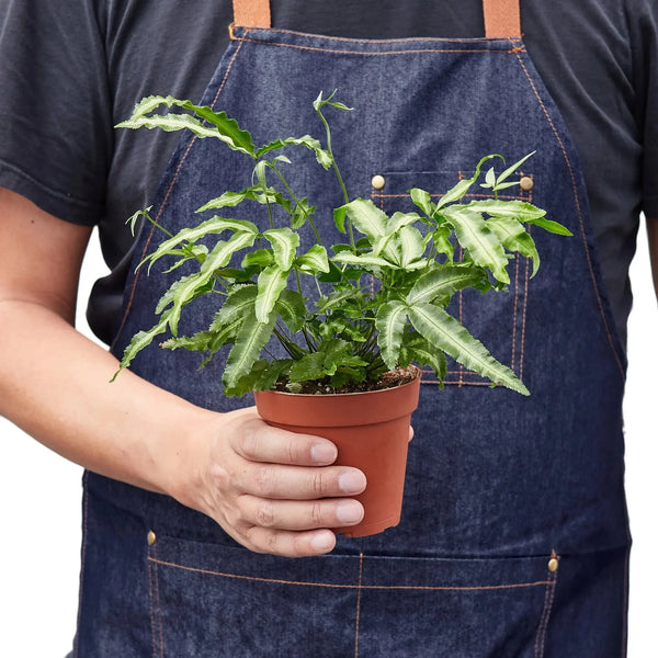 Pteris Cretica 'Albo Fern' House Plant Wholesale