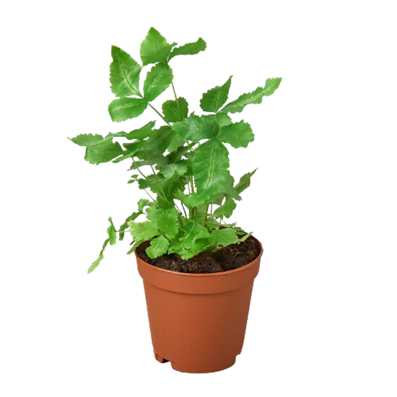 Pteris Cretica 'Albo Fern' House Plant Wholesale