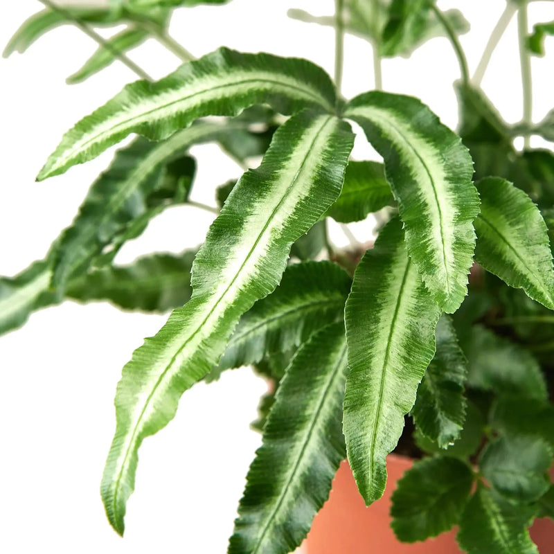 Pteris Cretica 'Albo Fern' House Plant Wholesale