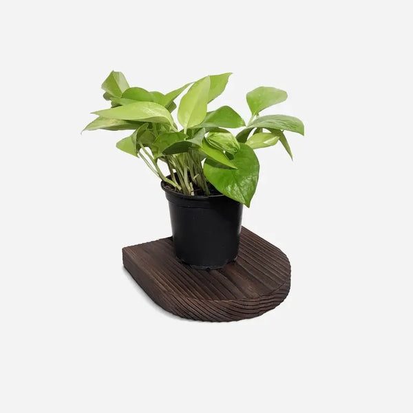 Rainbow plant shelf Formr